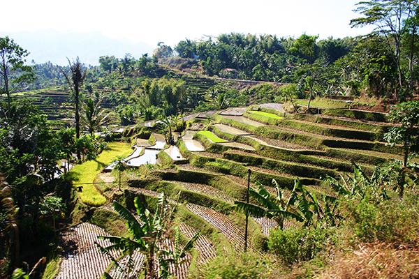 The rice terraces